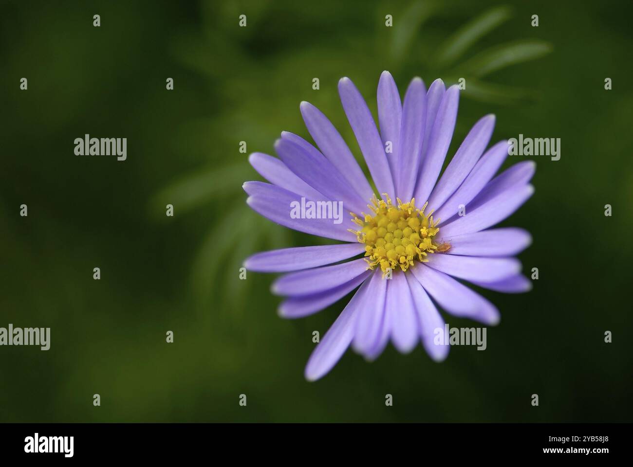 Blaue Blume auf dunkelgrünem Hintergrund Stockfoto