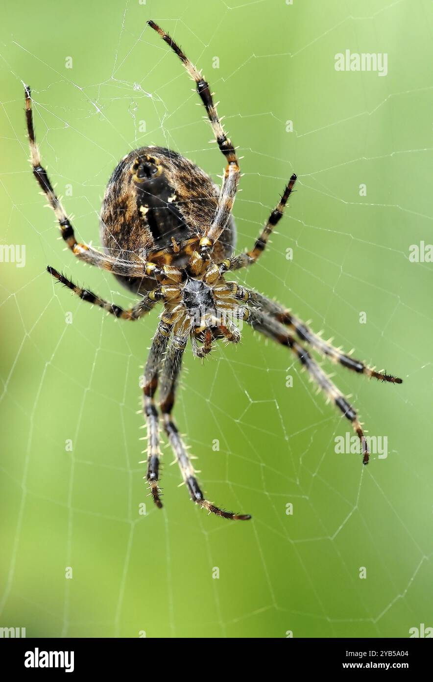 Kreuzspinne im Netz von unten Stockfoto