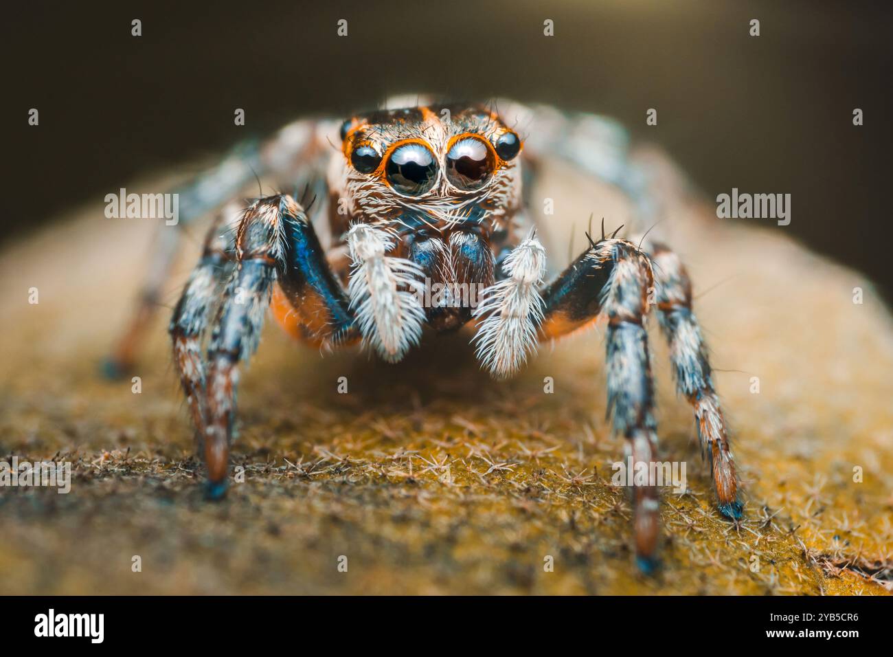 Die springende Spinne mit großen Augen steht auf einem Felsen, ihre blauen Beine greifen die Oberfläche. Stockfoto