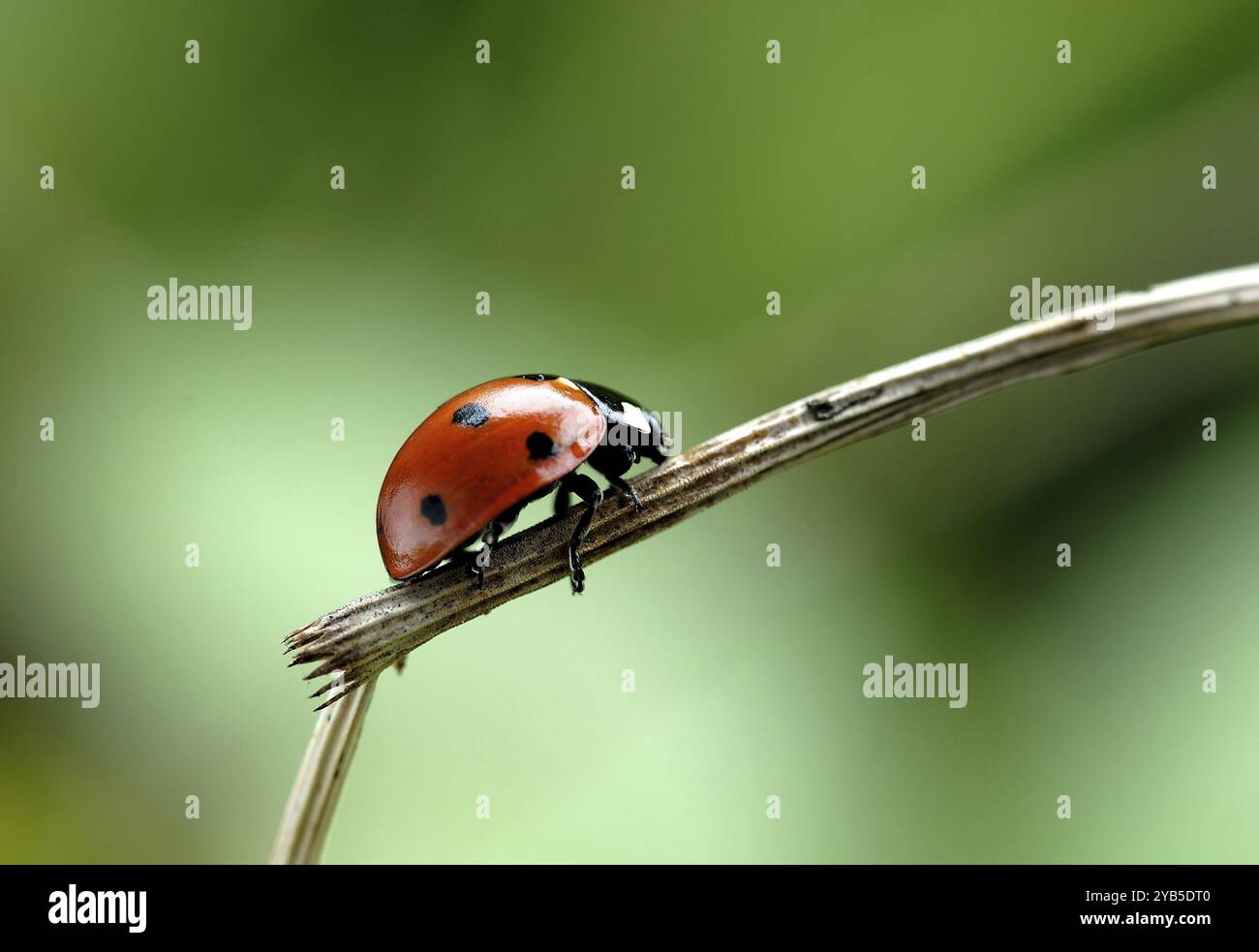 Sieben Punkte auf einem Stiel Stockfoto