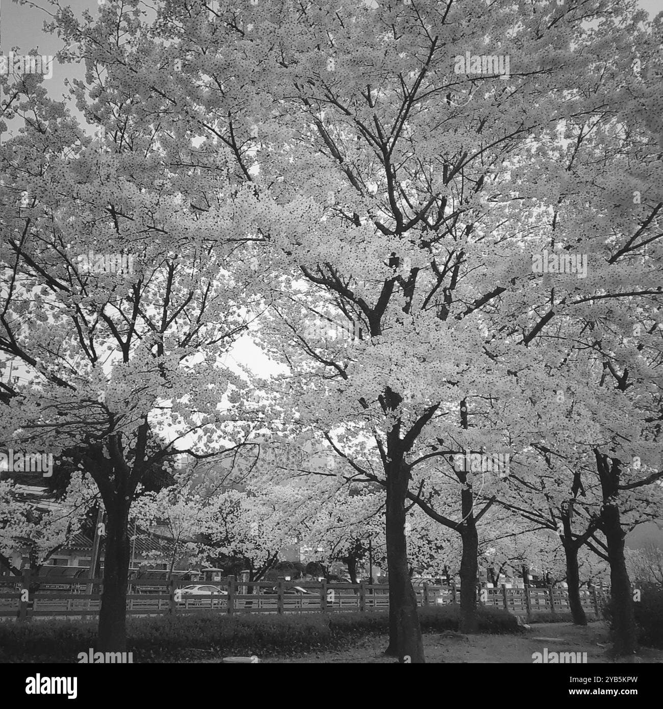 Ein Bild von wunderschönen Kirschblüten in Schwarz-weiß - Smartphone-aufgenommenes Stockfoto