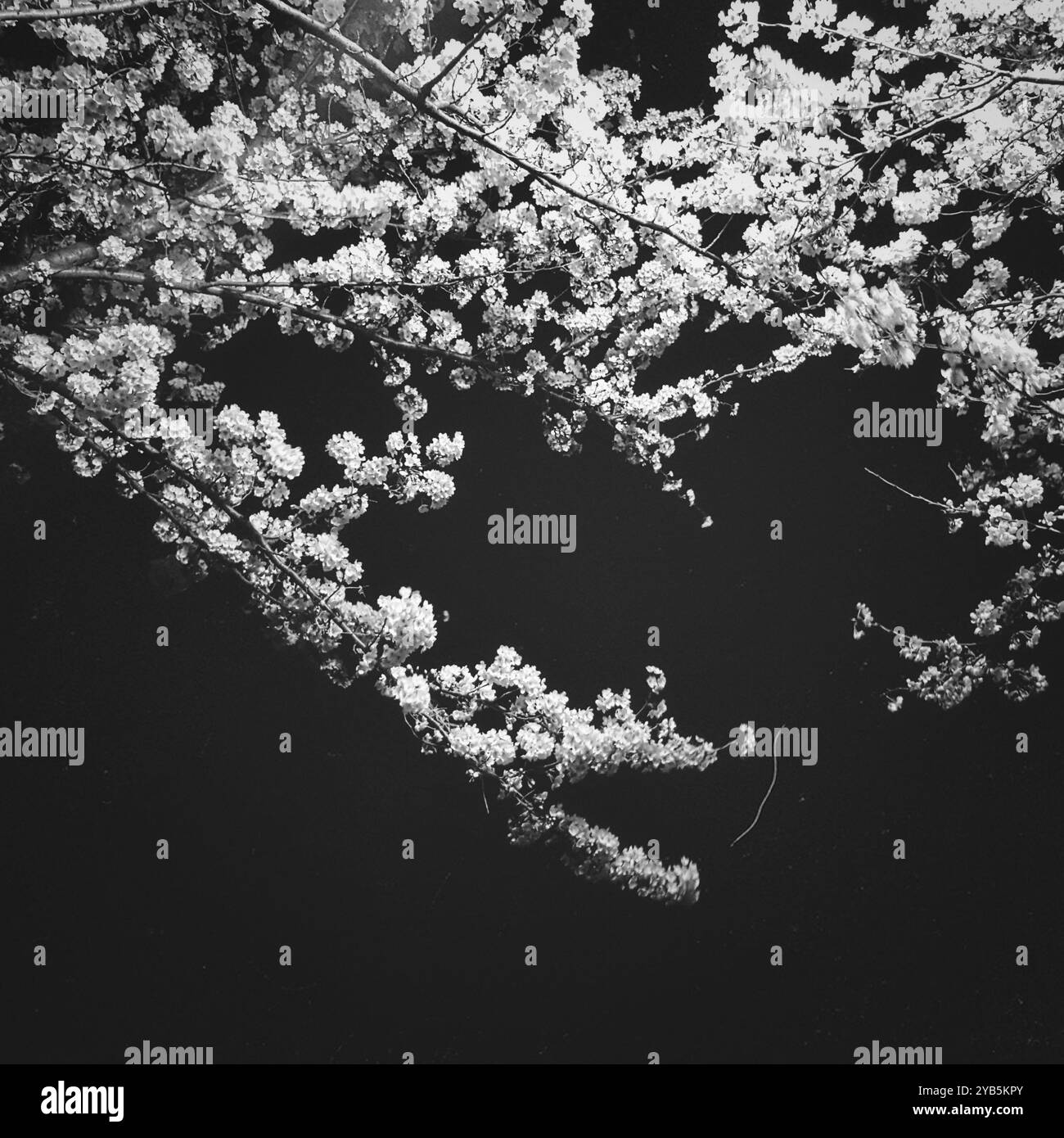 Ein Bild von wunderschönen Kirschblüten in Schwarz-weiß - Smartphone-aufgenommenes Stockfoto