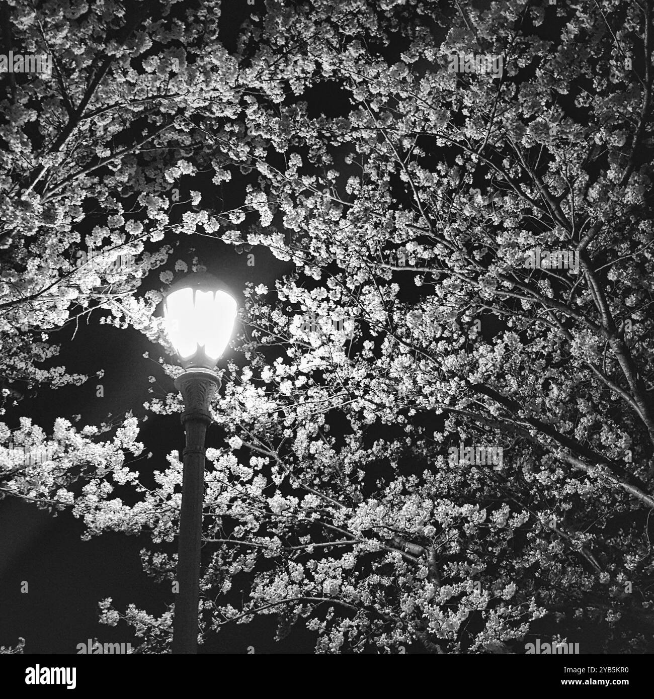 Ein Bild von wunderschönen Kirschblüten in Schwarz-weiß - Smartphone-aufgenommenes Stockfoto