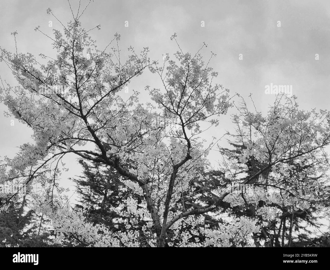 Ein Bild von wunderschönen Kirschblüten in Schwarz-weiß - Smartphone-aufgenommenes Stockfoto