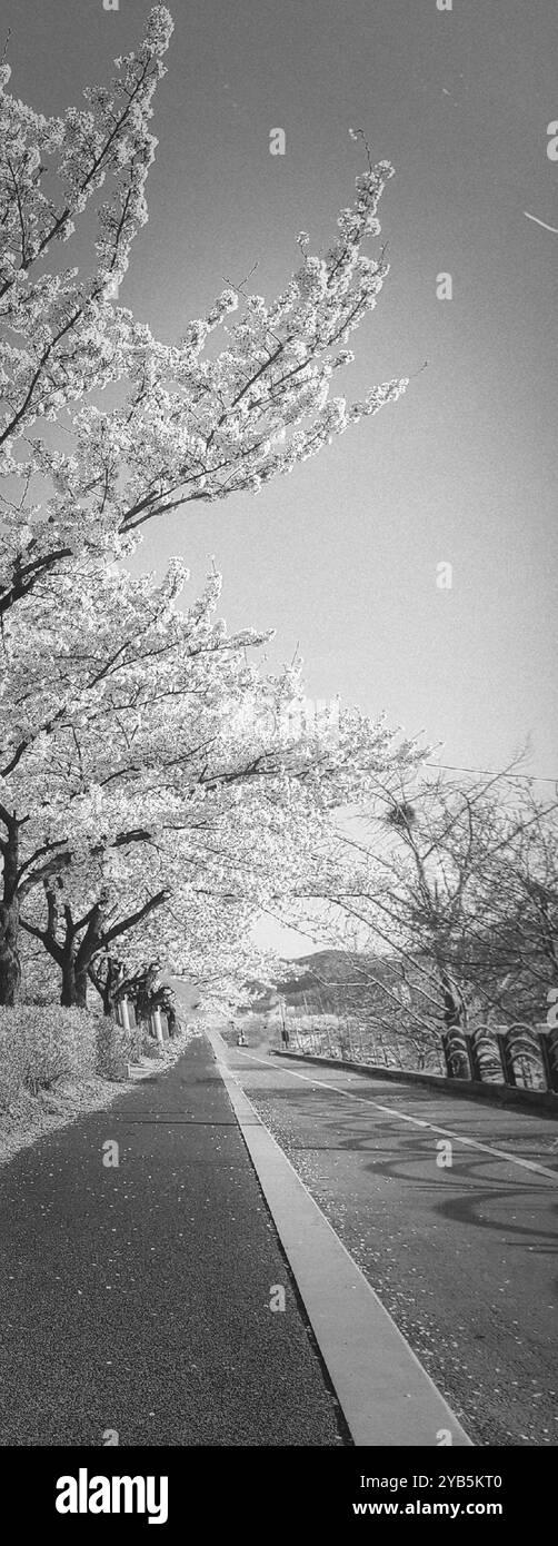 Ein Bild von wunderschönen Kirschblüten in Schwarz-weiß - Smartphone-aufgenommenes Stockfoto