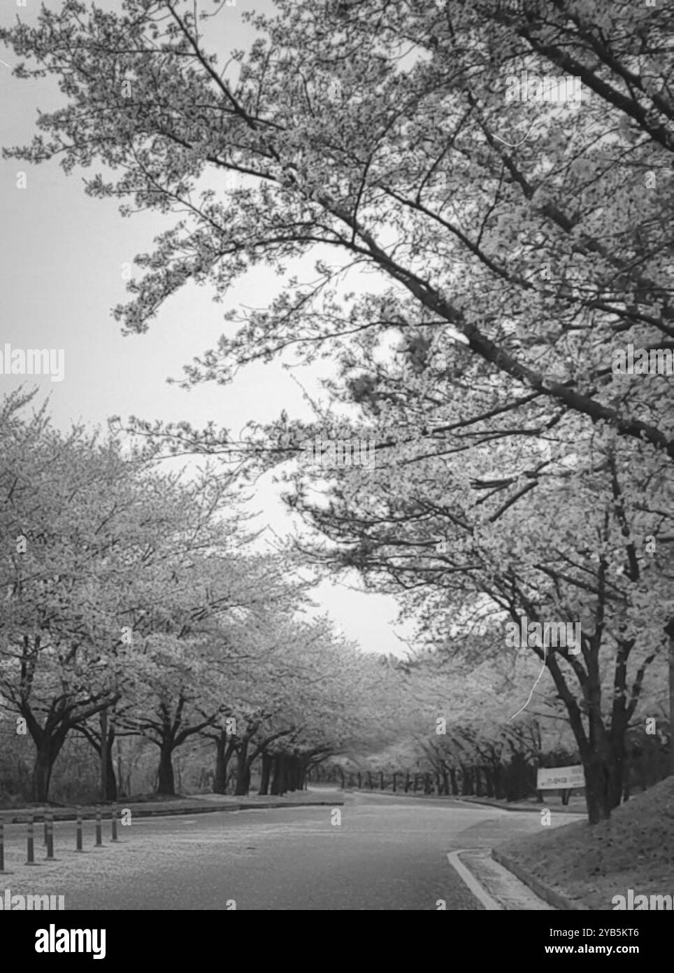 Ein Bild von wunderschönen Kirschblüten in Schwarz-weiß - Smartphone-aufgenommenes Stockfoto