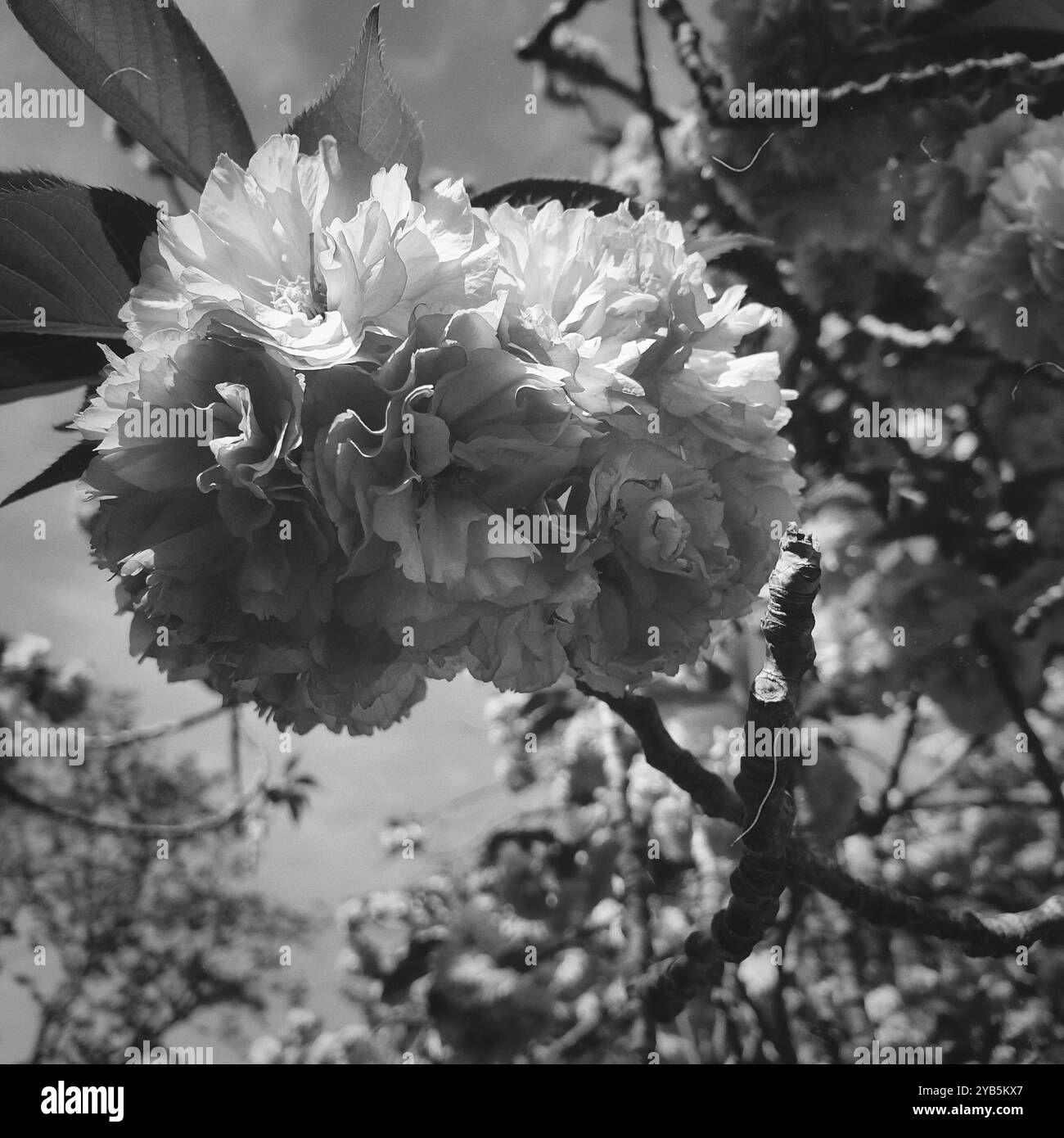Ein Bild von wunderschönen Kirschblüten in Schwarz-weiß - Smartphone-aufgenommenes Stockfoto