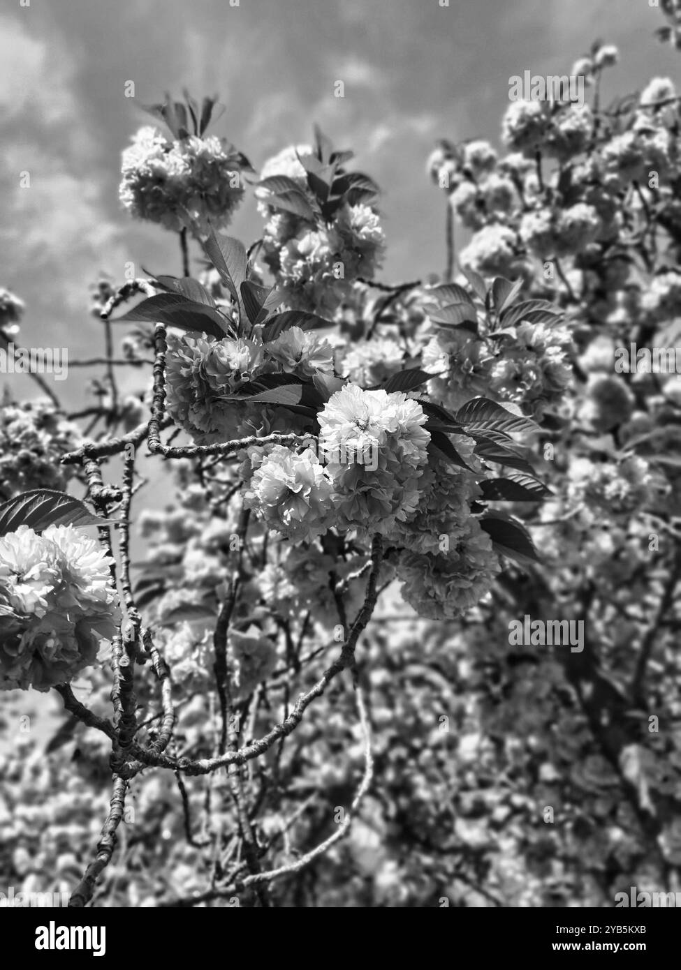 Ein Bild von wunderschönen Kirschblüten in Schwarz-weiß - Smartphone-aufgenommenes Stockfoto