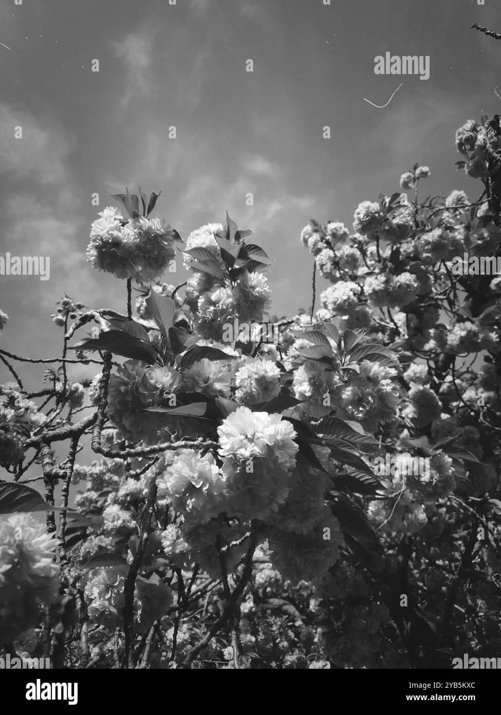 Ein Bild von wunderschönen Kirschblüten in Schwarz-weiß - Smartphone-aufgenommenes Stockfoto