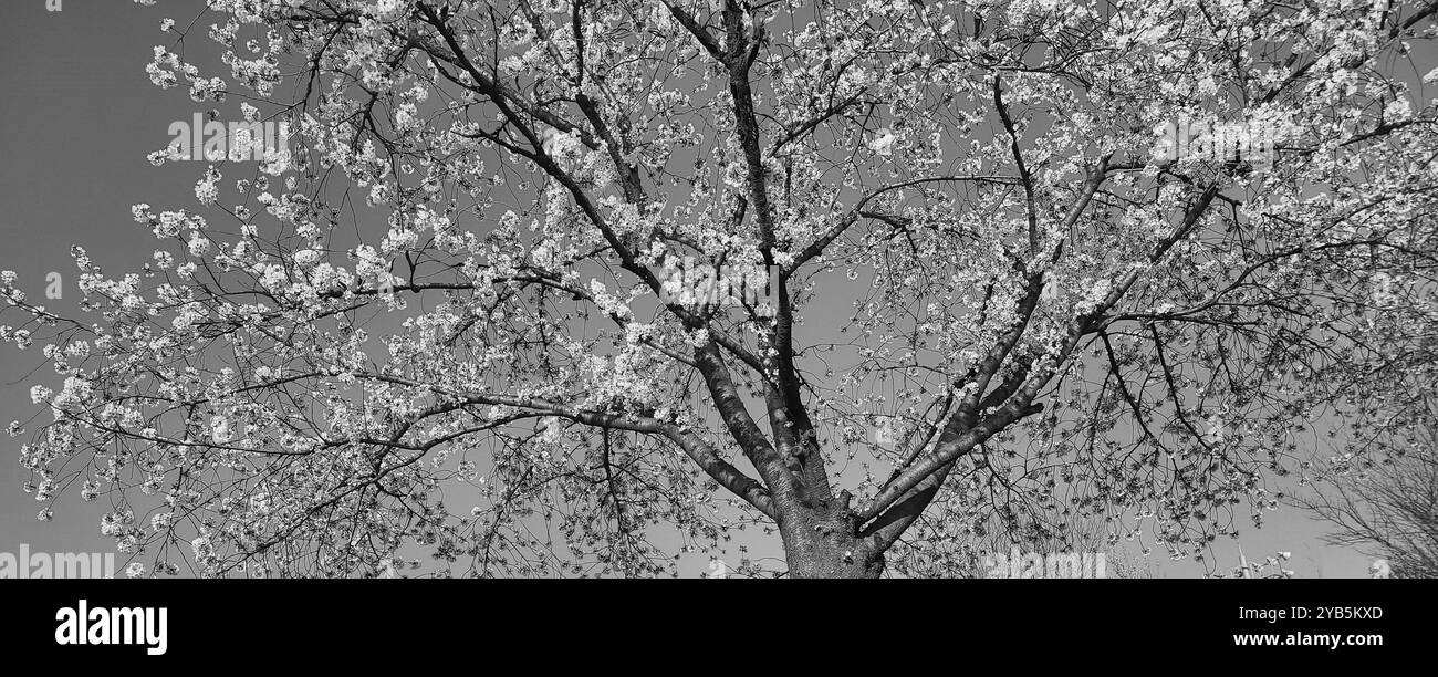 Ein Bild von wunderschönen Kirschblüten in Schwarz-weiß - Smartphone-aufgenommenes Stockfoto