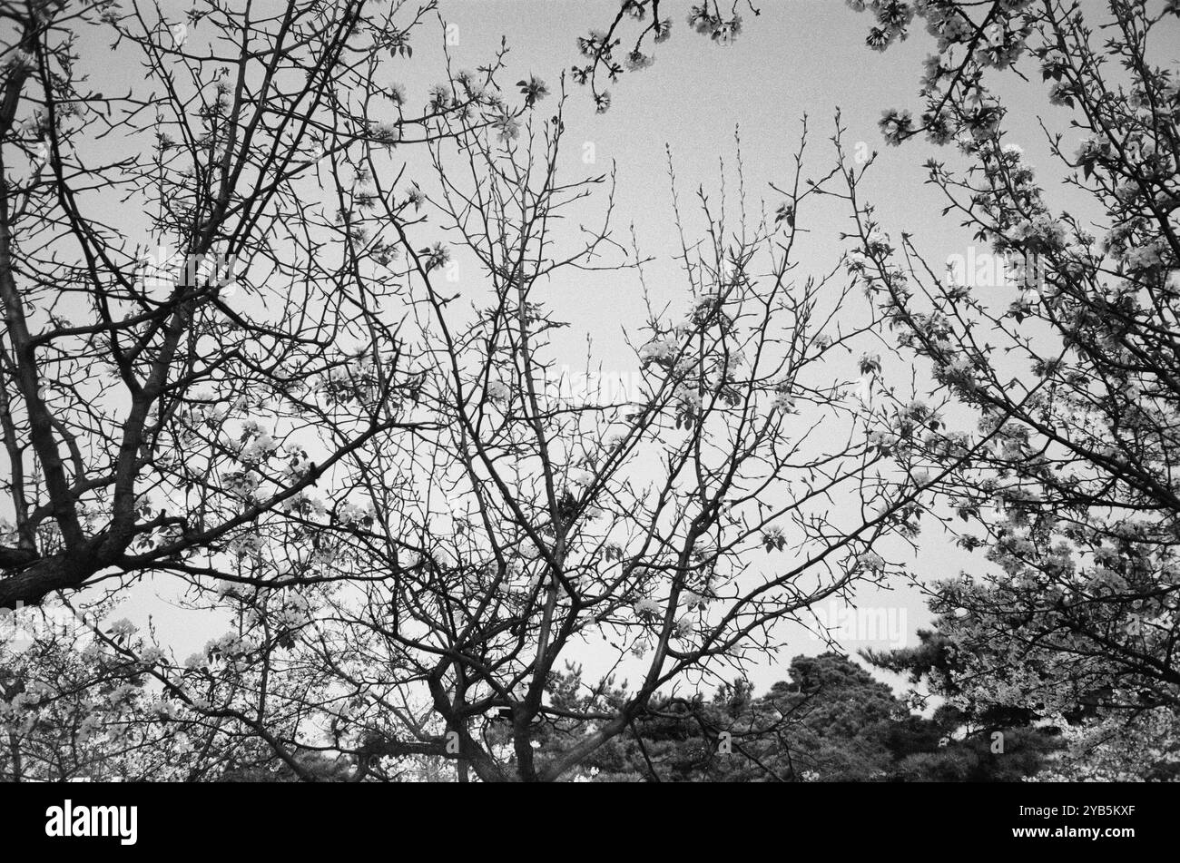 Ein Bild von wunderschönen Kirschblüten in Schwarz-weiß - Smartphone-aufgenommenes Stockfoto