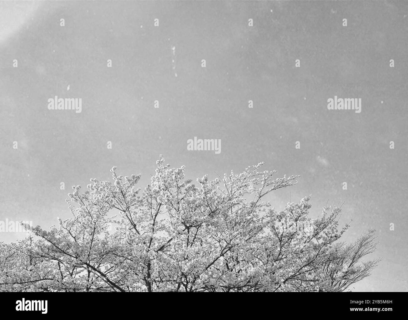 Ein Bild von wunderschönen Kirschblüten in Schwarz-weiß - Smartphone-aufgenommenes Stockfoto