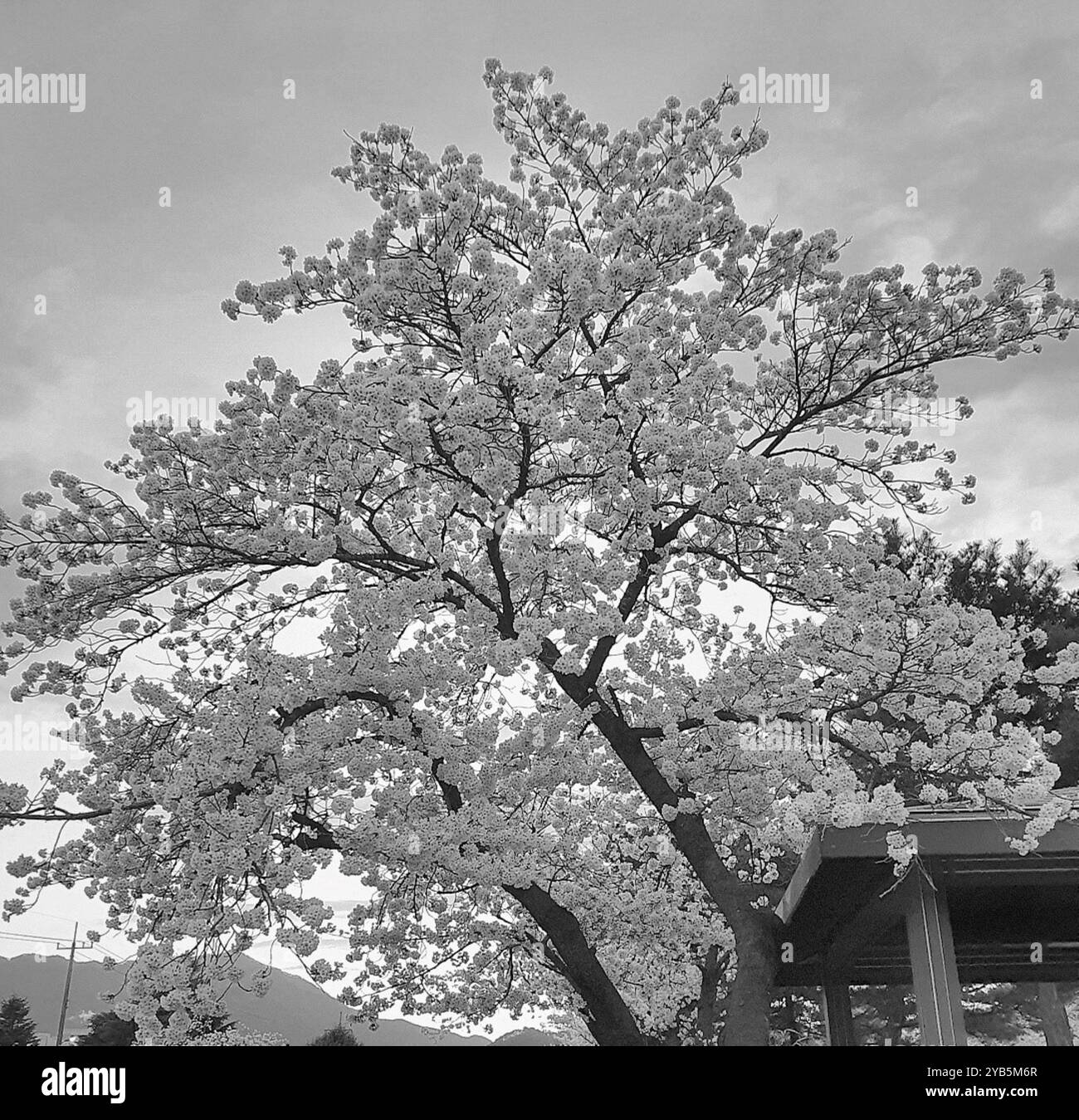 Ein Bild von wunderschönen Kirschblüten in Schwarz-weiß - Smartphone-aufgenommenes Stockfoto