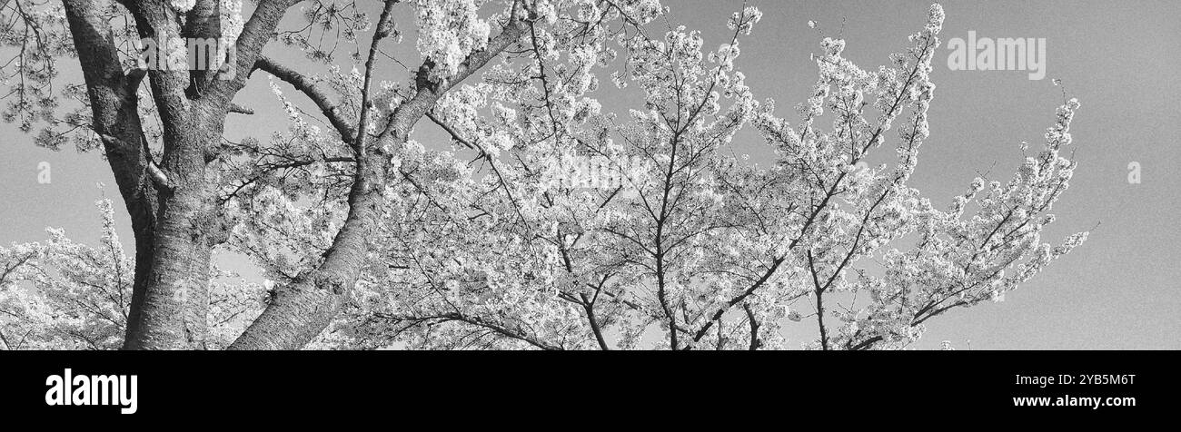 Ein Bild von wunderschönen Kirschblüten in Schwarz-weiß - Smartphone-aufgenommenes Stockfoto