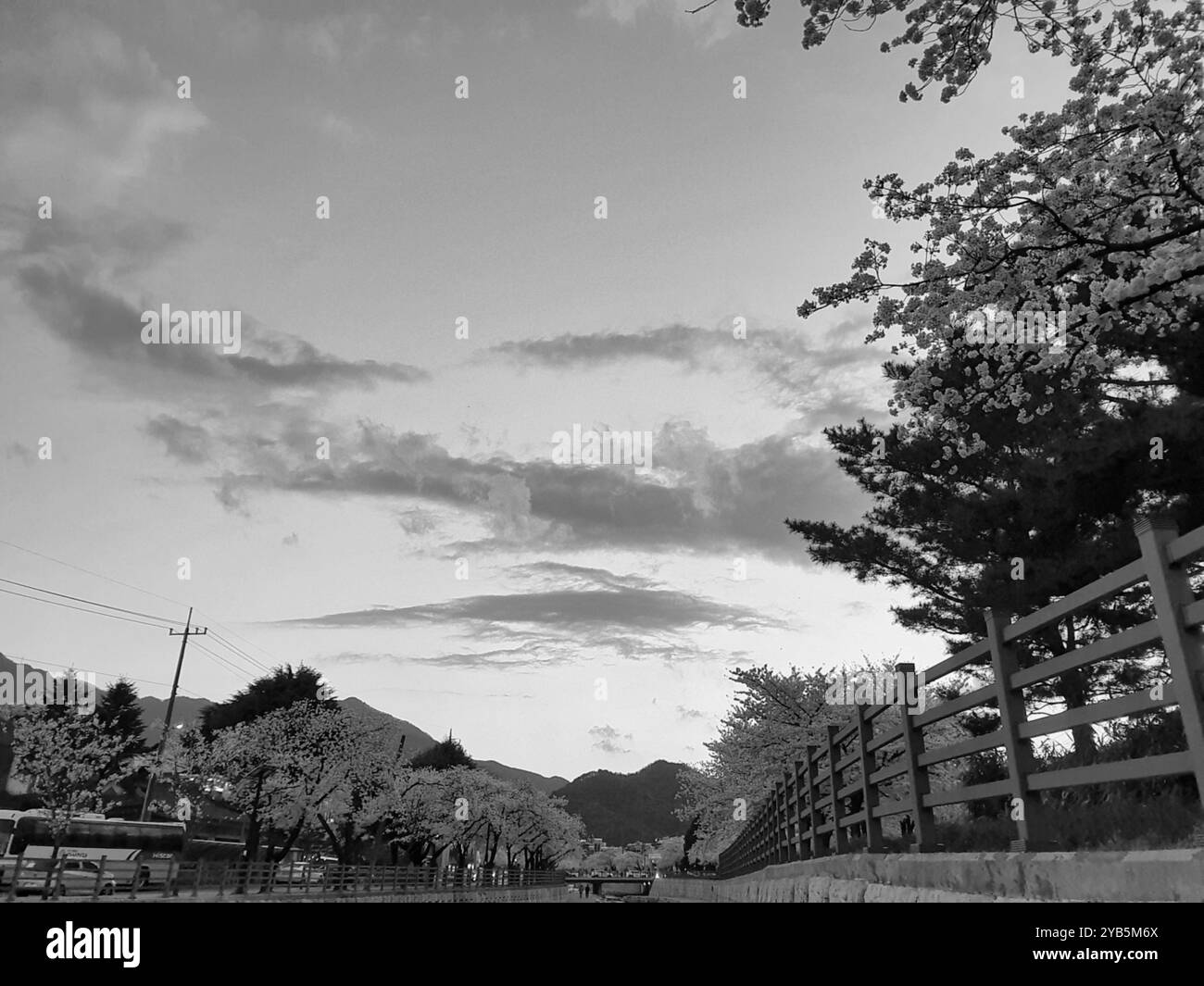 Ein Bild von wunderschönen Kirschblüten in Schwarz-weiß - Smartphone-aufgenommenes Stockfoto