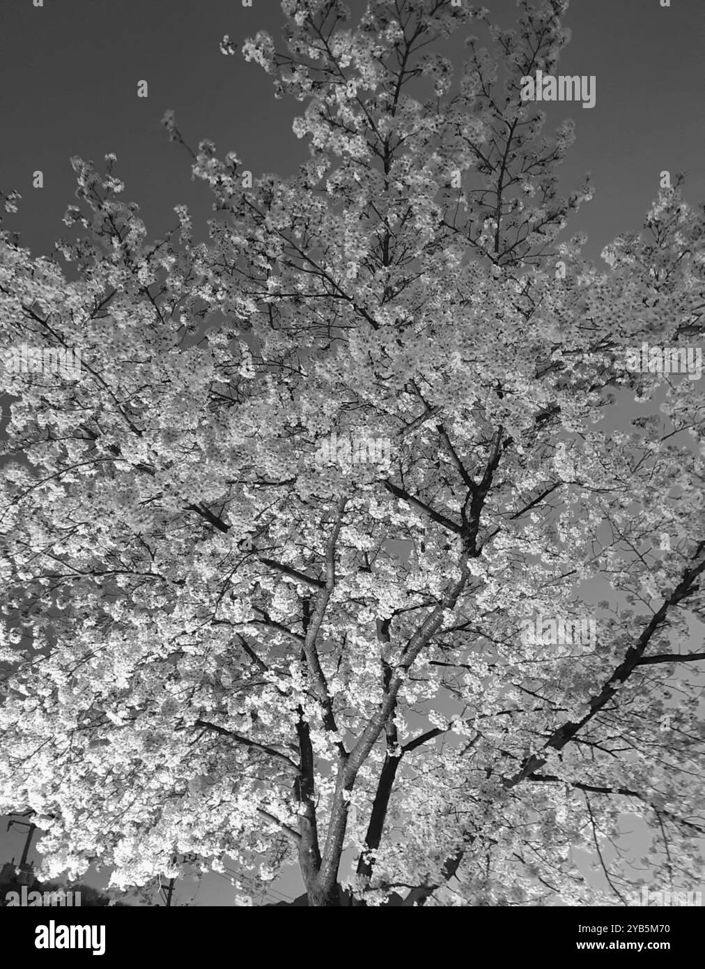 Ein Bild von wunderschönen Kirschblüten in Schwarz-weiß - Smartphone-aufgenommenes Stockfoto