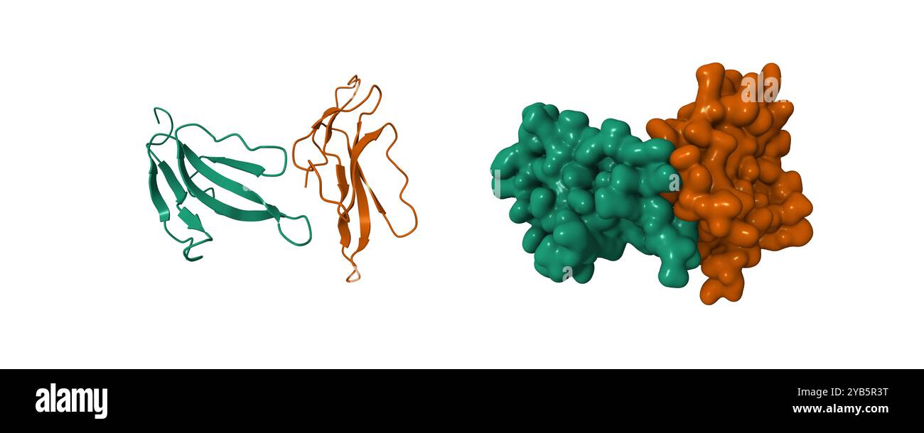 Kristallstruktur von Irditoxin. 3D-Cartoon- und Gaußsche Oberflächenmodelle, PDB 2h7z, weißer Hintergrund. Stockfoto
