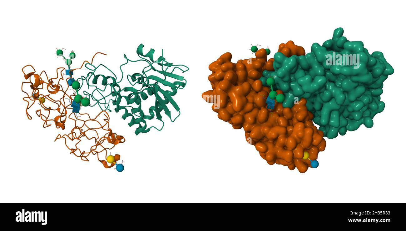Kristallographische Verfeinerung von Ricin. 3D-Cartoon- und Gaußsche Oberflächenmodelle. PDB 2aai, weißer Hintergrund. Stockfoto