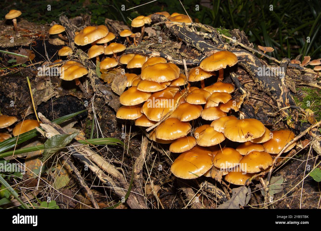 Die Sheathed Woodcap ist ein verbreitetes und weit verbreitetes Waldstück, das sich auf den abfallenden Baumstümpfen von Laubwäldern befindet. Die Kappe wird beim Reifen flach Stockfoto