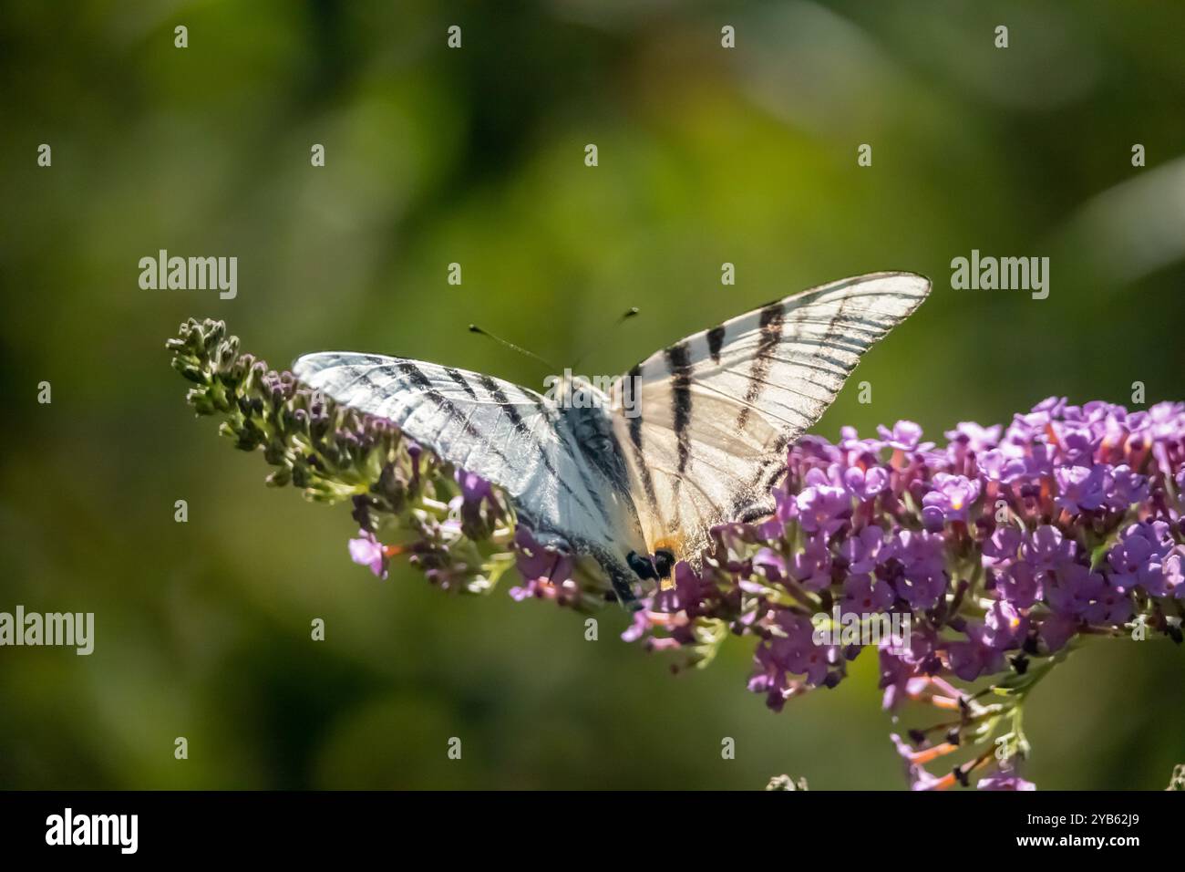 Schmetterling seltener Schwalbenschwanz (Iphiclides podalirius) hüpft im Sommer Flieder, Schmetterlingsstrauch oder Orangenauge (Buddleia davidii) Stockfoto