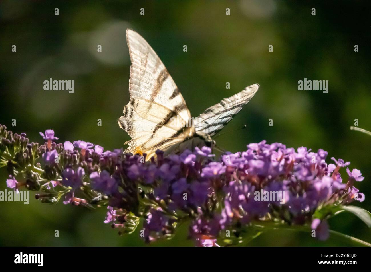 Schmetterling seltener Schwalbenschwanz (Iphiclides podalirius) hüpft im Sommer Flieder, Schmetterlingsstrauch oder Orangenauge (Buddleia davidii) Stockfoto