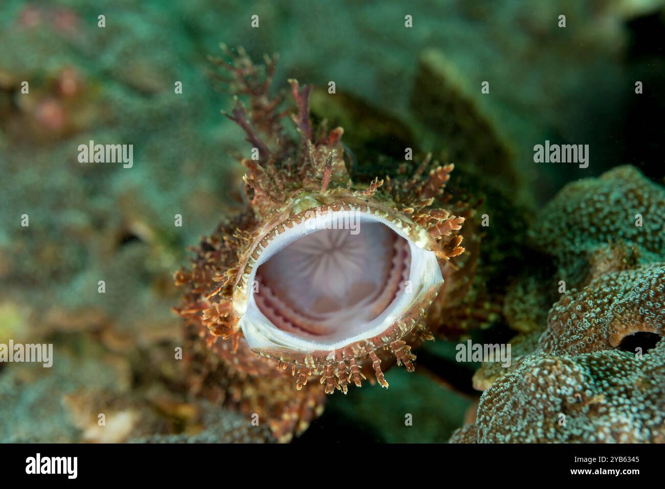 Raggy Skorpionfische ruhen auf dem Riff und Gähnen Stockfoto