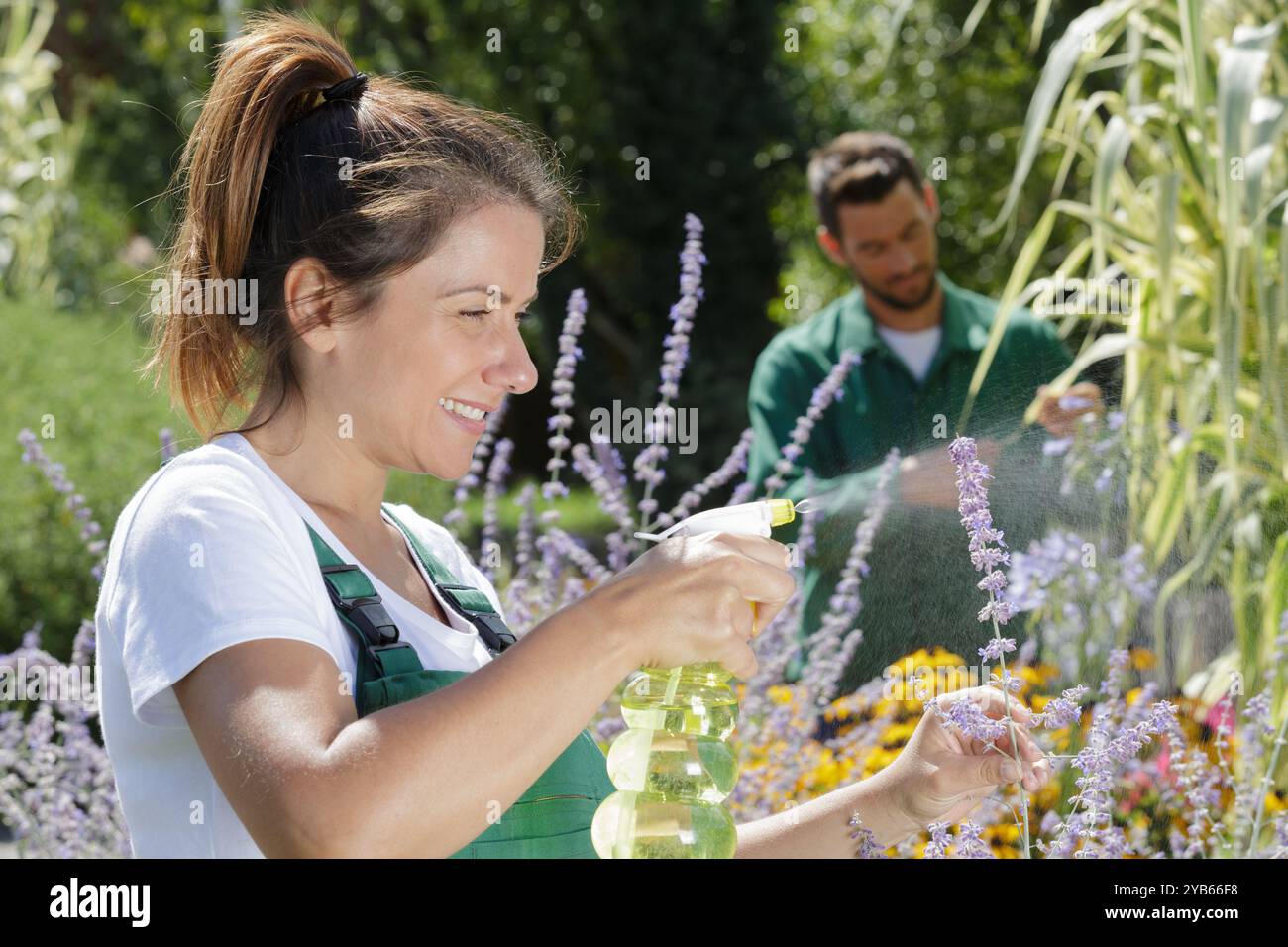 Eine Frau, die ein Blatt von Obstbäumen besprüht Stockfoto