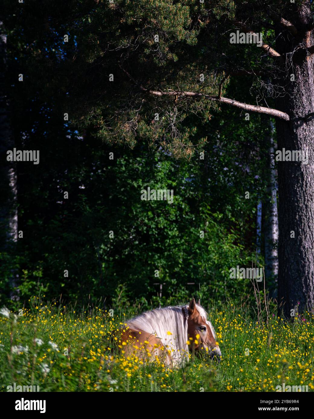 Wunderschönes und majestätisches Pferd, das auf der grünen Wiese unter einem Baum liegt. Das Pferd sonnt sich und genießt den schönsten und wärmsten Sommertag. Stockfoto