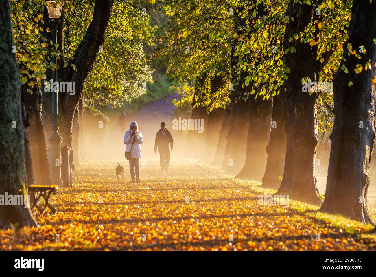 Preston, Lancashire, 17. Oktober 2024. UK Wetter Orange Misty beginnt mit dem Herbsttag. Pendler fahren auf der mit Blättern übersäten Riverside Walk Avenue mit Lindenbäumen im Avenham Park, während die Sonne über dem geschwollenen River Ribble aufgeht. Credit; MediaWorldImages/AlamyLiveNews Stockfoto