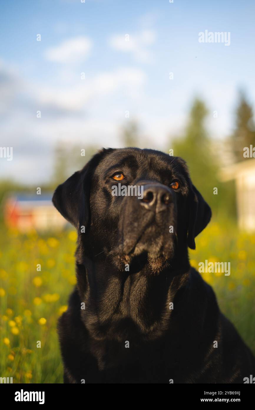 Majestätischer schwarzer labrador-Retriever, der auf einem grünen Feld sitzt und stolz in die Ferne schaut. Stockfoto