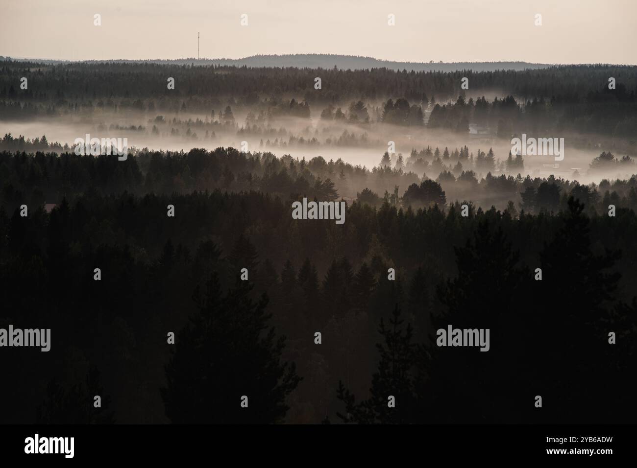 Nebelschichten über magischem Wald. Stockfoto