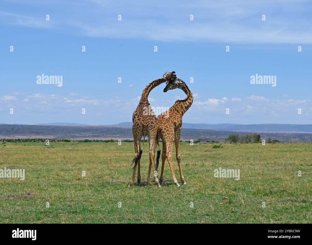 Zwei afrikanische männliche Giraffen, die sich in Maasai Mara National Natu um die Dominanz über eine Herde von Weibchen kümmern, um sich in der Paarungszeit mit ihnen zu paaren Stockfoto