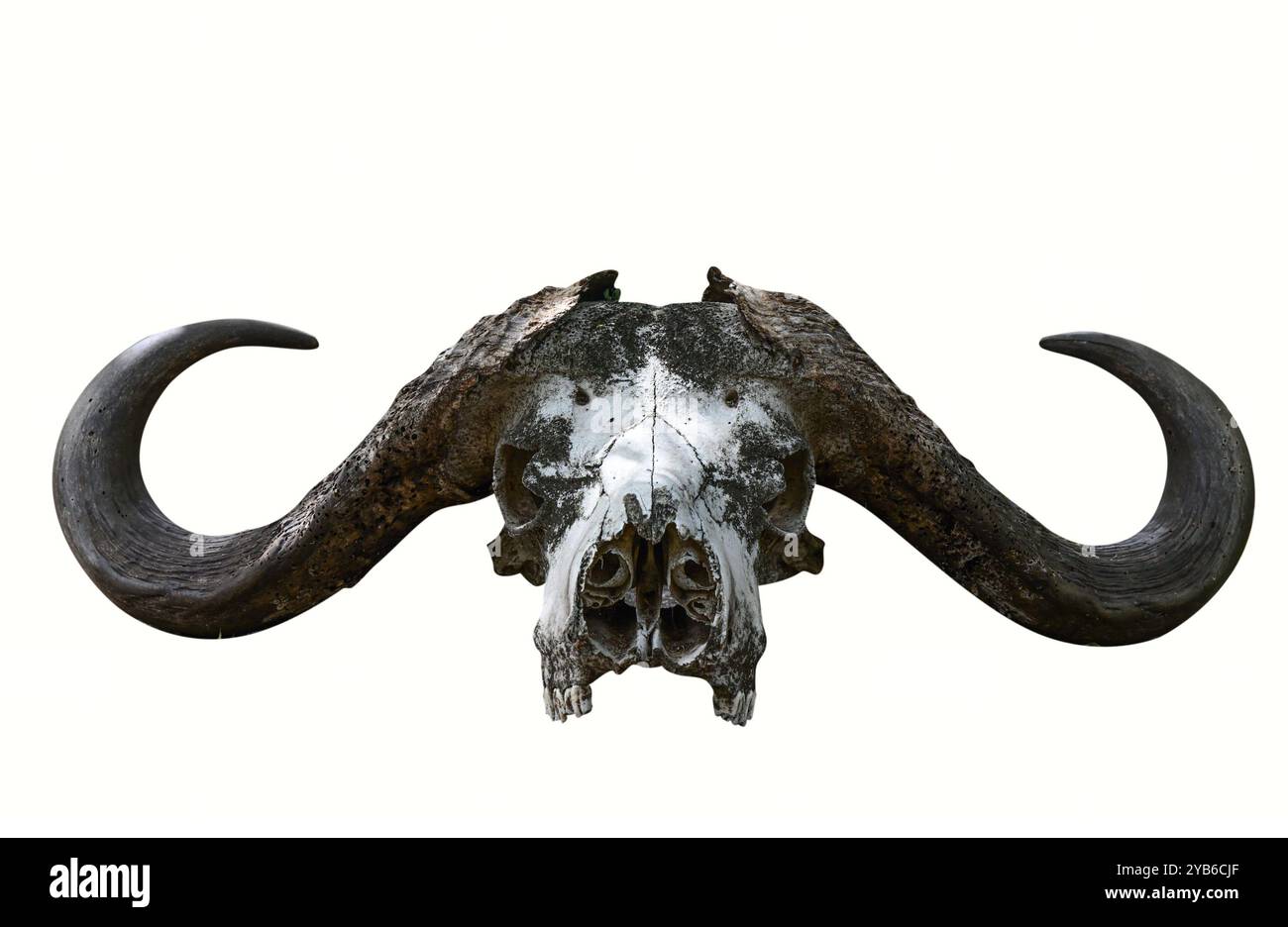 Der Schädel eines afrikanischen Büffels mit großen Hörnern isoliert auf weißem Hintergrund Stockfoto
