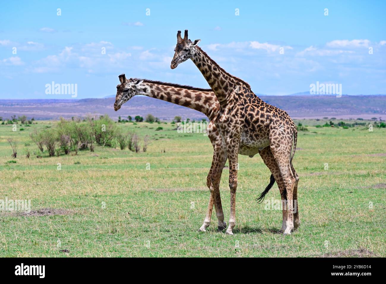 Zwei männliche Giraffen, die sich in Maasai Mara National Nature um die Dominanz über eine Herde von Weibchen streiten, um sich in der Paarungszeit mit ihnen zu paaren Stockfoto