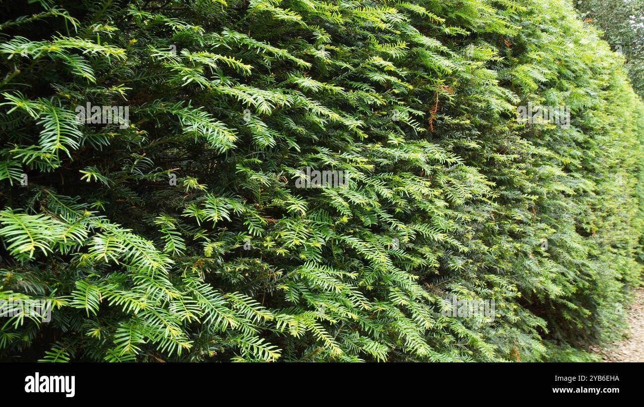 Englische Eibenhecke Stockfoto