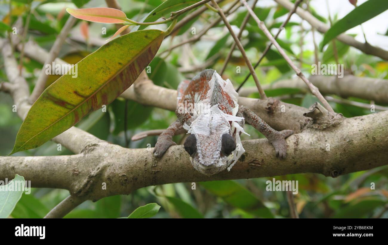Shedding Panther Chamäleon (Furcifer pardalis) Stockfoto