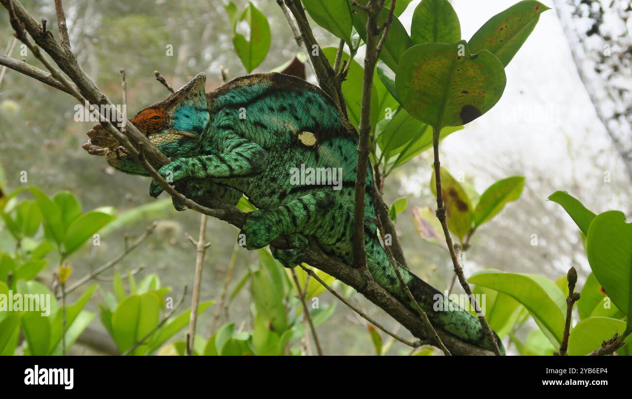 Das Chamäleon (Calumma parsonii) ist eine Art des Chamäleons aus der Familie Chamaeleonidae, die im östlichen und nördlichen Madagaskar endemisch ist. Stockfoto