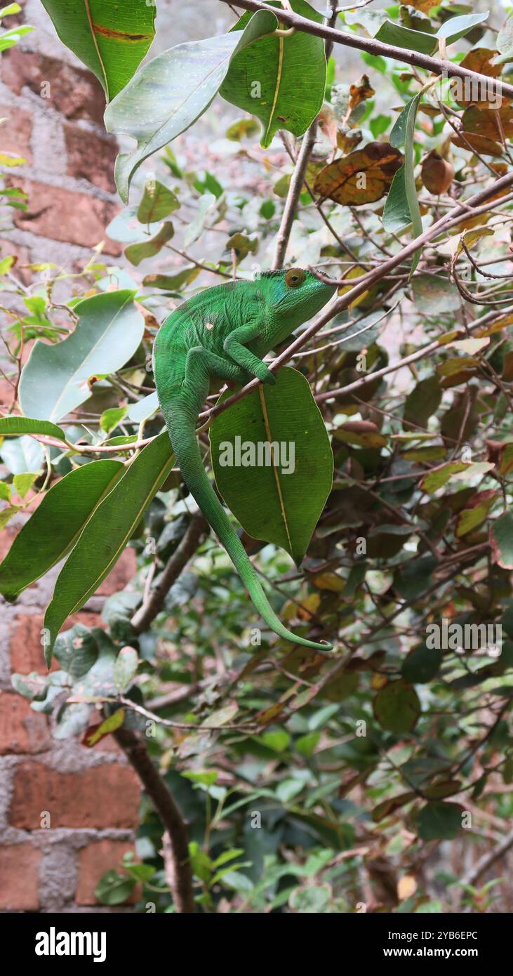 Das Chamäleon (Calumma parsonii) ist eine Art des Chamäleons aus der Familie Chamaeleonidae, die im östlichen und nördlichen Madagaskar endemisch ist. Stockfoto