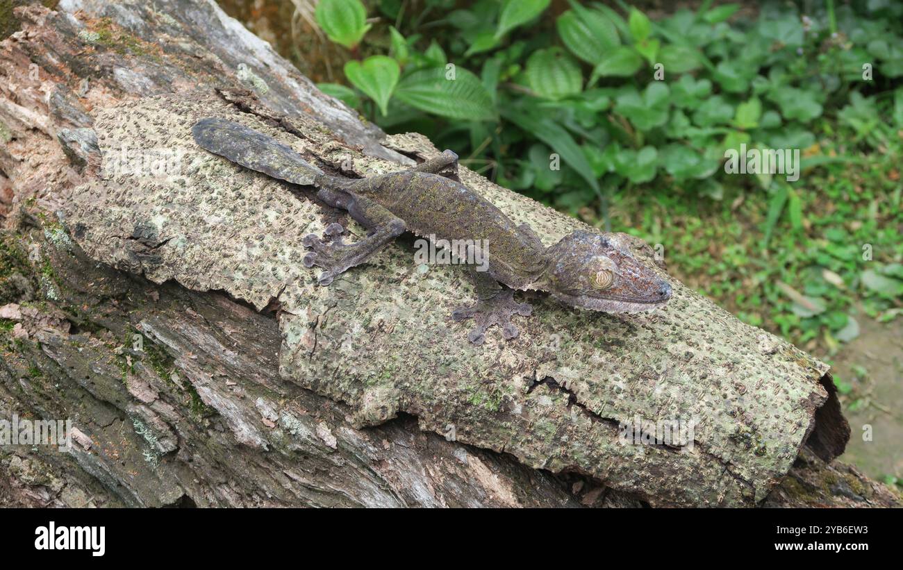 Gemeiner Flachschwanz-Gecko (Uroplatus fimbriatus), der wunderbar getarnt auf der Seite eines Baumes sitzt und mit faszinierenden Augen der Kamera zugewandt ist, Madagaskar. Stockfoto