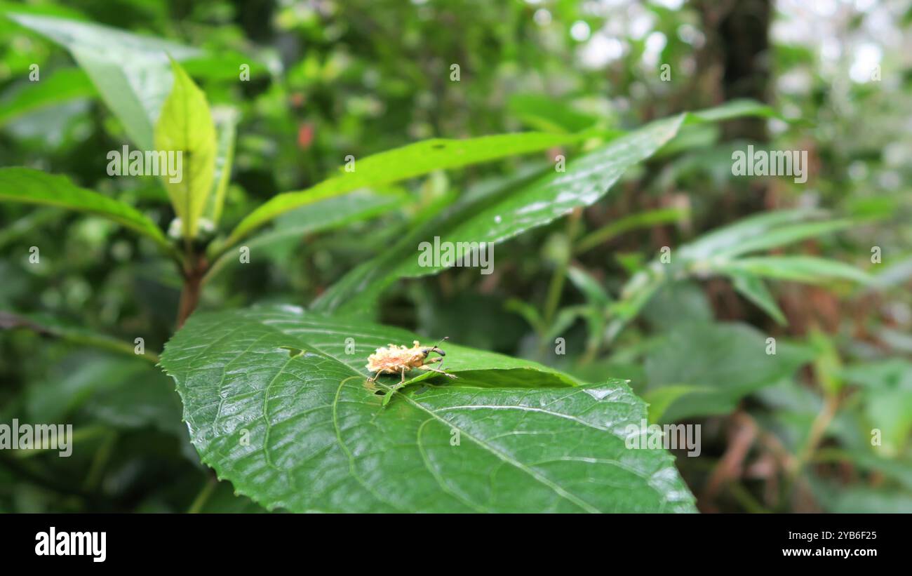 Unbekannter Gelbkäfer, vielleicht aus der Gattung Ochyromera (Käfer, Curculionidae, gefunden im Ranomafana-Nationalpark in Madagaskar, der tagsüber auf einem Blatt sitzt Stockfoto