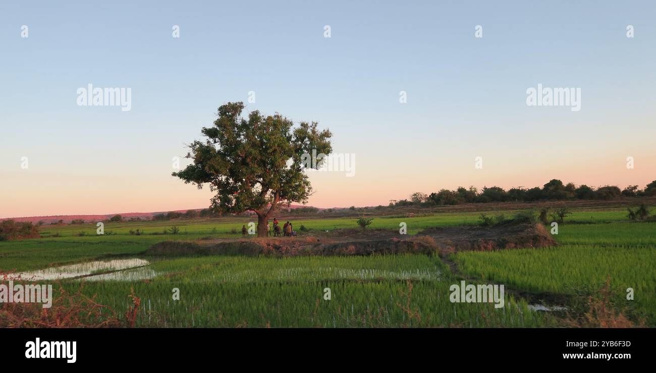 Eine Gruppe madagassischer Leute erntet am späten Nachmittag in Morondava, Madagaskar, Johannisbrotbaum auf Reisfeldern, um sie auf der Straße zu verkaufen Stockfoto