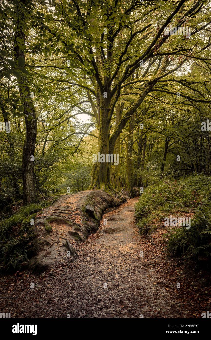 Der Leet Path durch den alten Wald von Draynes Wood auf Bodmin Moor in Cornwall in Großbritannien. Stockfoto