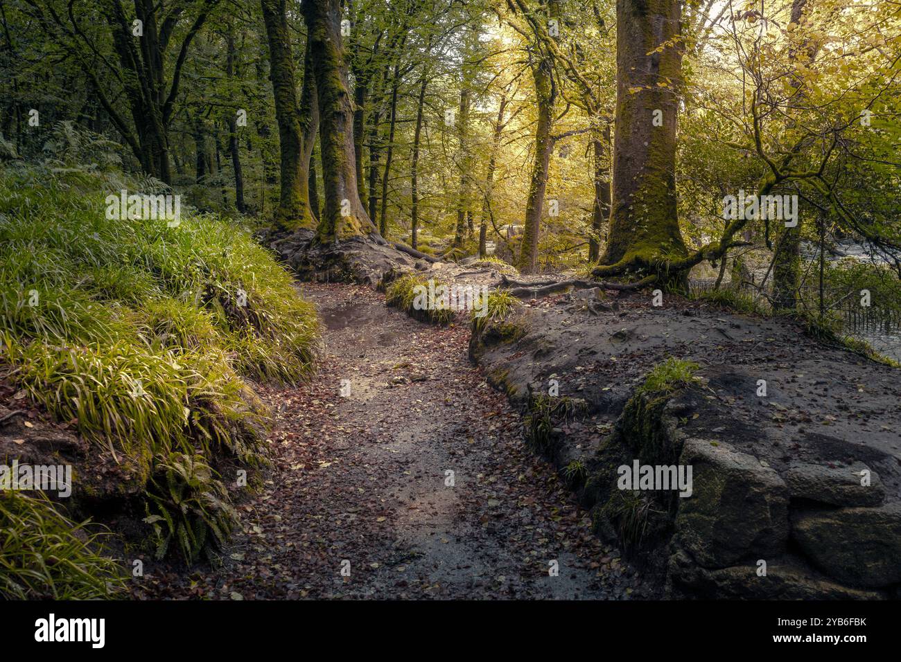 Der Leet Path durch den alten Wald von Draynes Wood auf Bodmin Moor in Cornwall in Großbritannien. Stockfoto