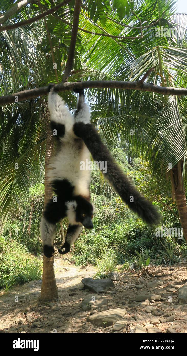 Schwarz-weiß geraffte Lemuren (Vari) hängen an den Hinterbeinen eines Zweiges und balancieren mit ihrem Schwanz auf der Insel Nosy Antsoha nördlich von Madagaskar. Stockfoto