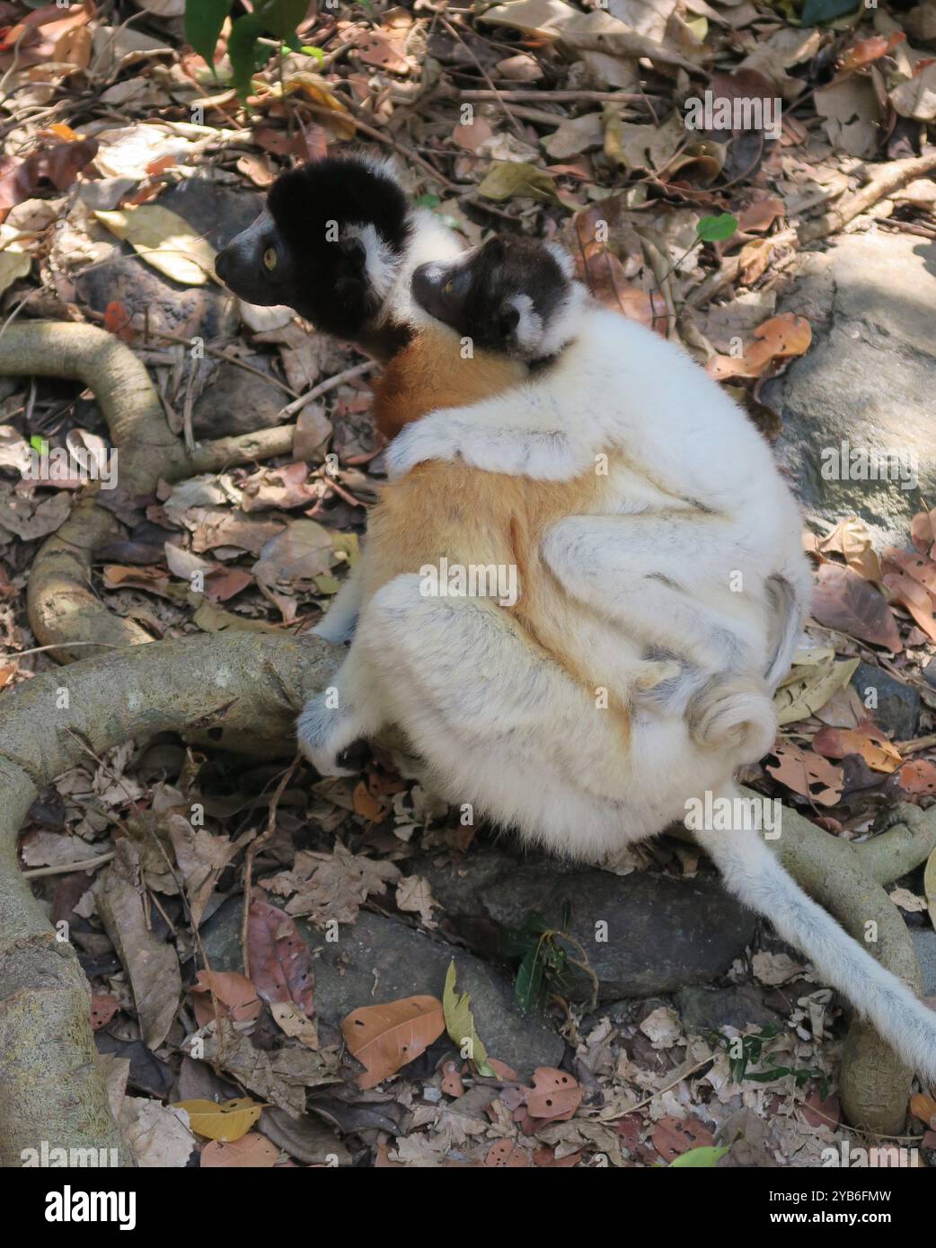 Eine gekrönte Sifaka-Mutter mit ihrem Kind fand sie auf Nosy Antsoha, einer kleinen Insel im Nordosten Madagaskars, einer vom Aussterben bedrohten Art. Stockfoto