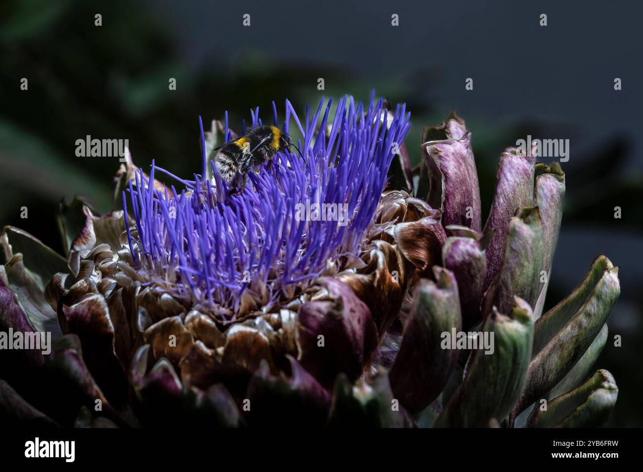 Eine Hummel bombus lapidarius sammelt Nektar auf einer wilden Cardoon Cynara cardunculus Pflanze Artischockendistel in Blütenblüte, die in einem Garten blüht Stockfoto