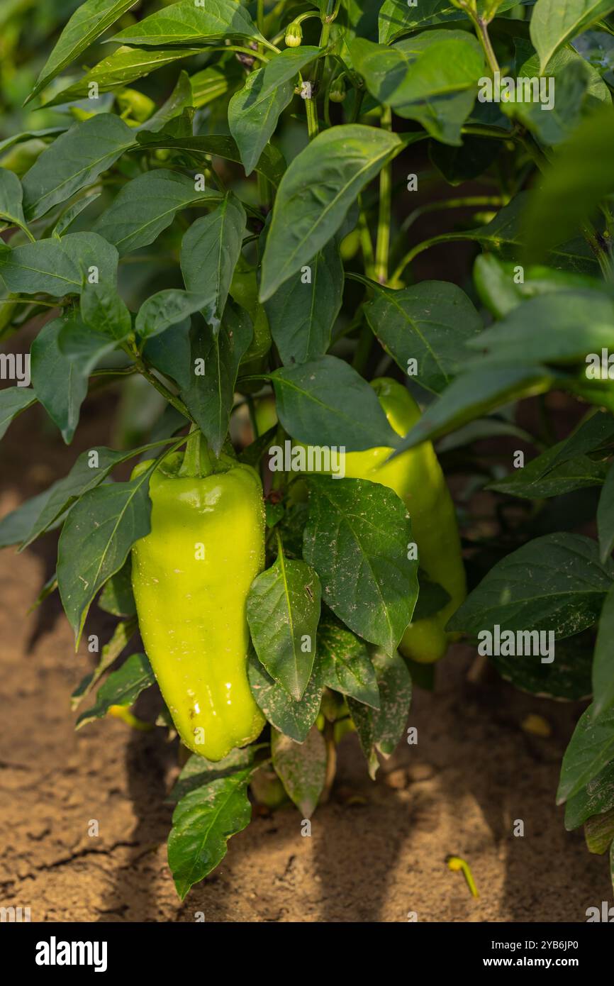 Frische grüne Paprika wächst auf einer Pflanze in einem sonnigen Garten. Konzept des ökologischen Landbaus und der nachhaltigen Landwirtschaft während der Sommerernte Stockfoto