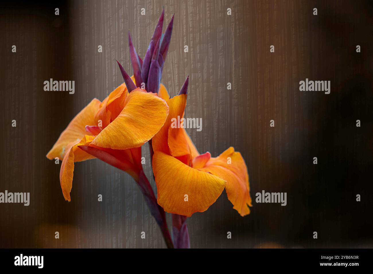 Das Bild zeigt eine orange Blume mit violetten Knospen in Nahaufnahme, scharf vor einem weichen, unscharfen Hintergrund. Stockfoto