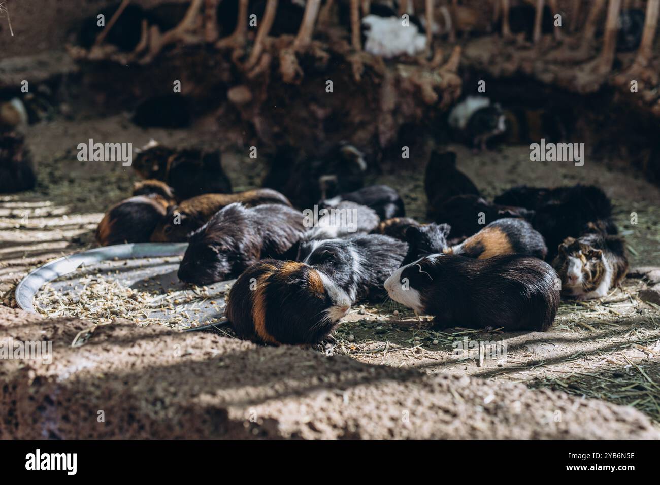 meerschweinchen beim Grasfressen im Hofaufsatz. Süßes Haustier über Schwein oder Maus. Hochwertige Fotos Stockfoto