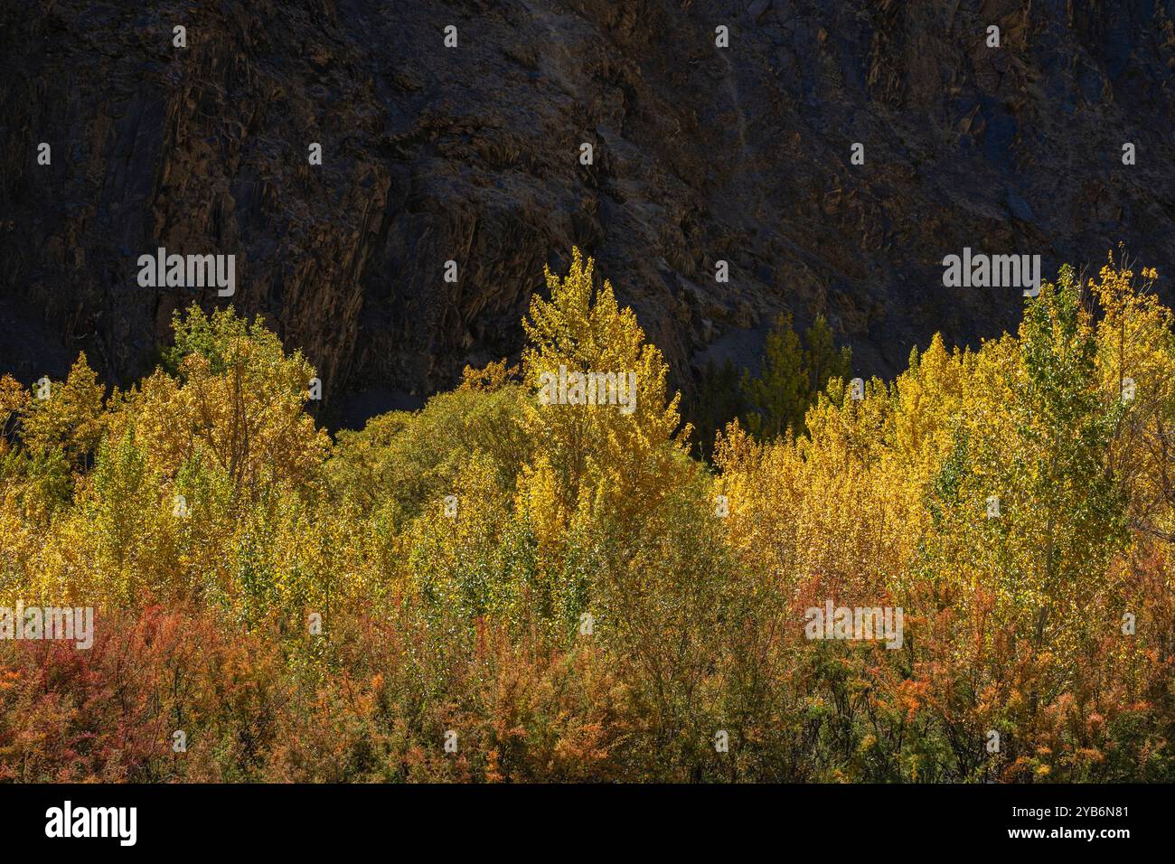 Farbenfrohe Landschaftsansicht von hinterleuchteten Bäumen mit Herbstlaub im Khunjerab-Nationalpark, Hunza, Gilgit-Baltistan, Pakistan Stockfoto